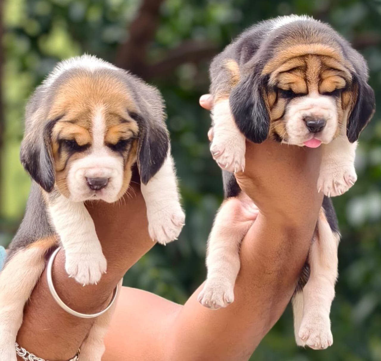 beagle puppy for sale in Chennai