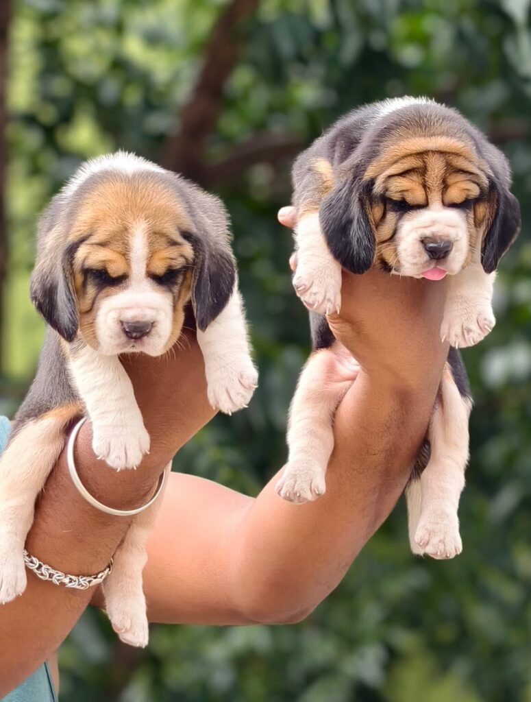 Beagle puppy for sale in Chennai - Kumaran Pet House