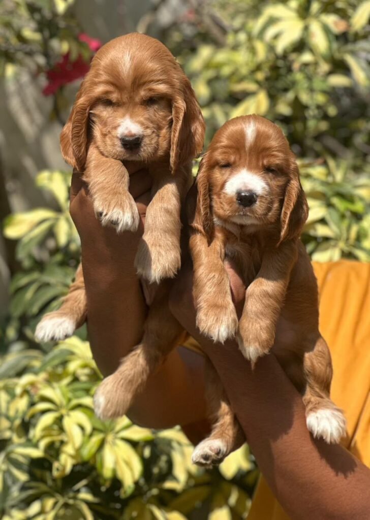 Cockers spanial at Kumaran Pet House Chennai