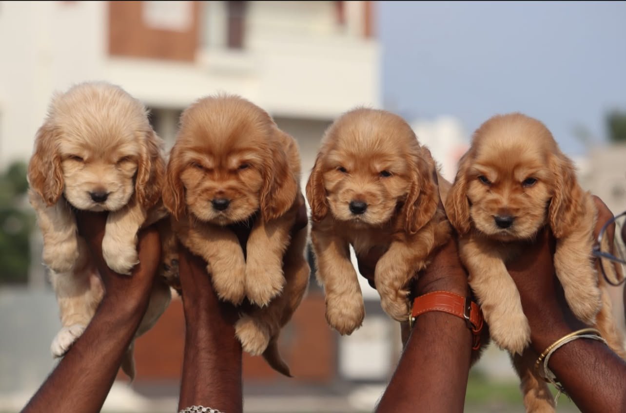 Cocker Spaniel puppies for sale in Chennai