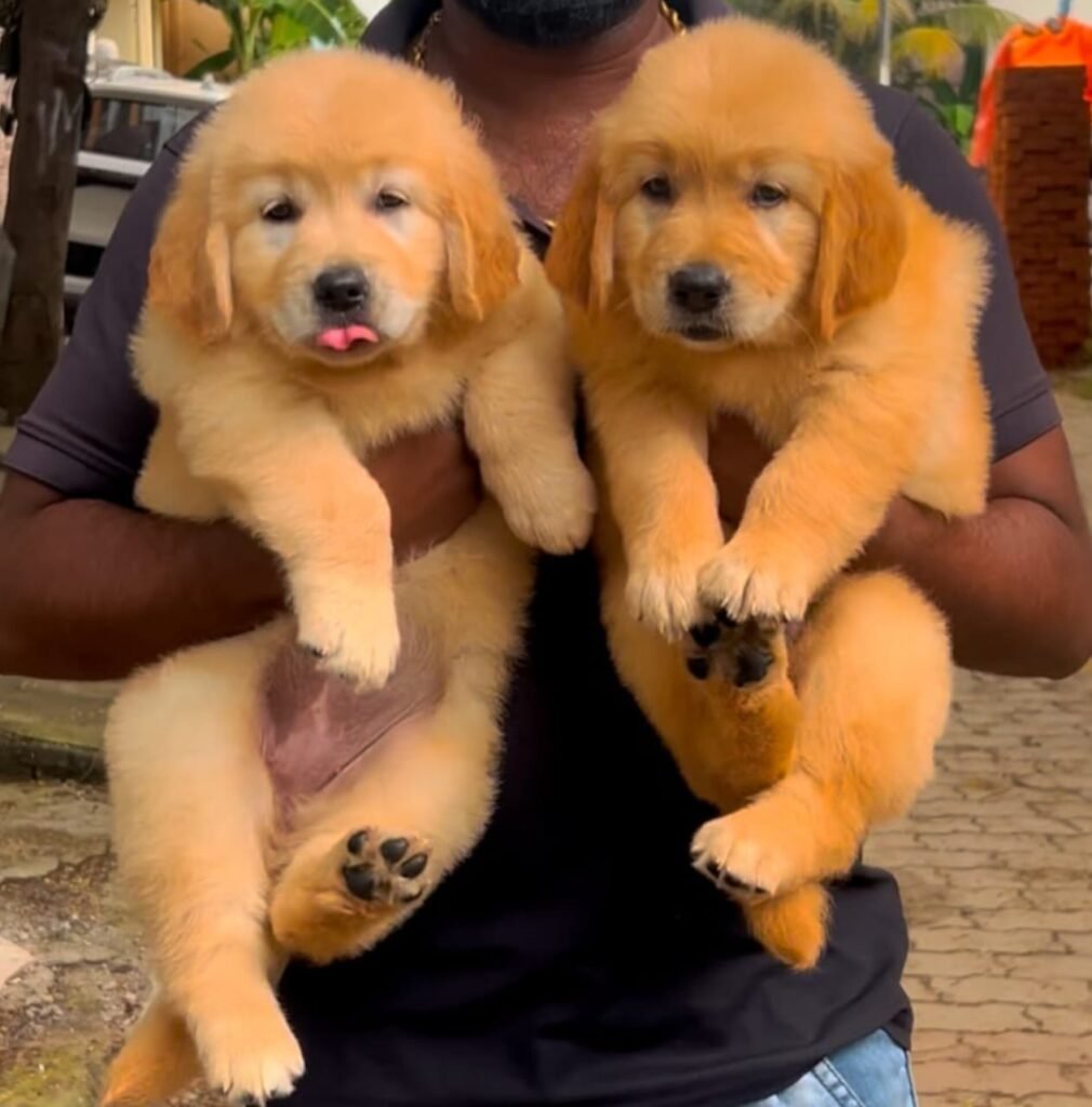 Golden Retriever puppies for sale in Chennai