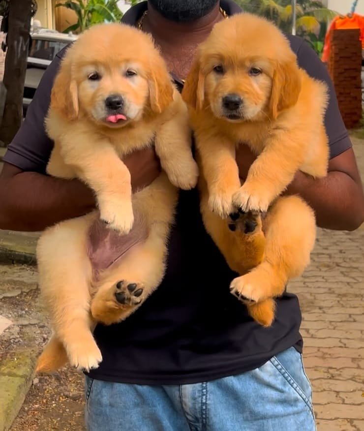 Golden Retriever puppy for sale in Chennai - Kumaran Pet House
