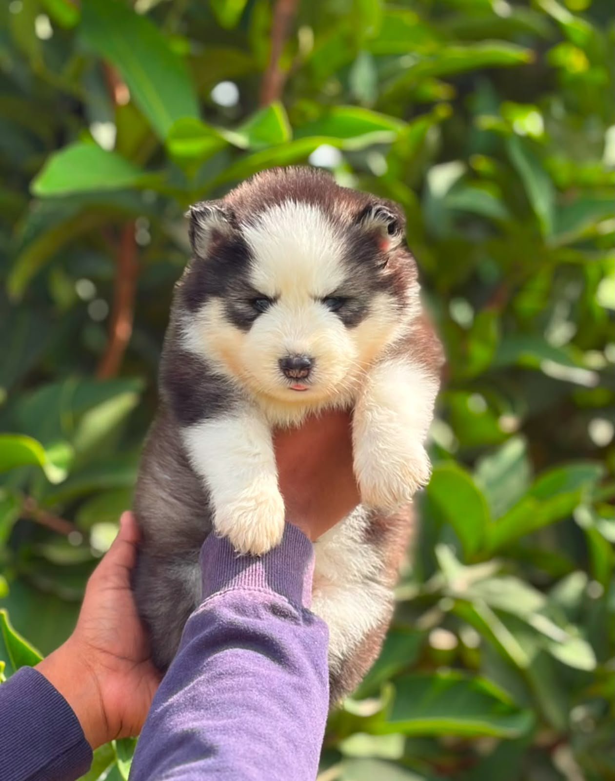 Husky puppy for sale in Chennai