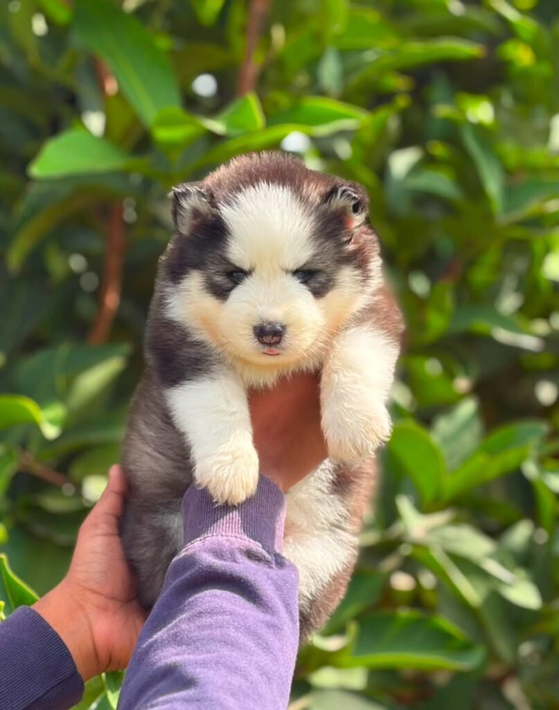 Husky puppy for sale in Chennai - Kumaran Pet House