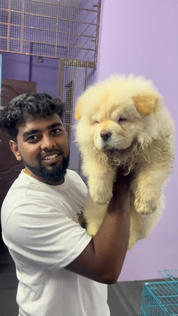 Kumaran Pet House Chennai dog and cat breeder