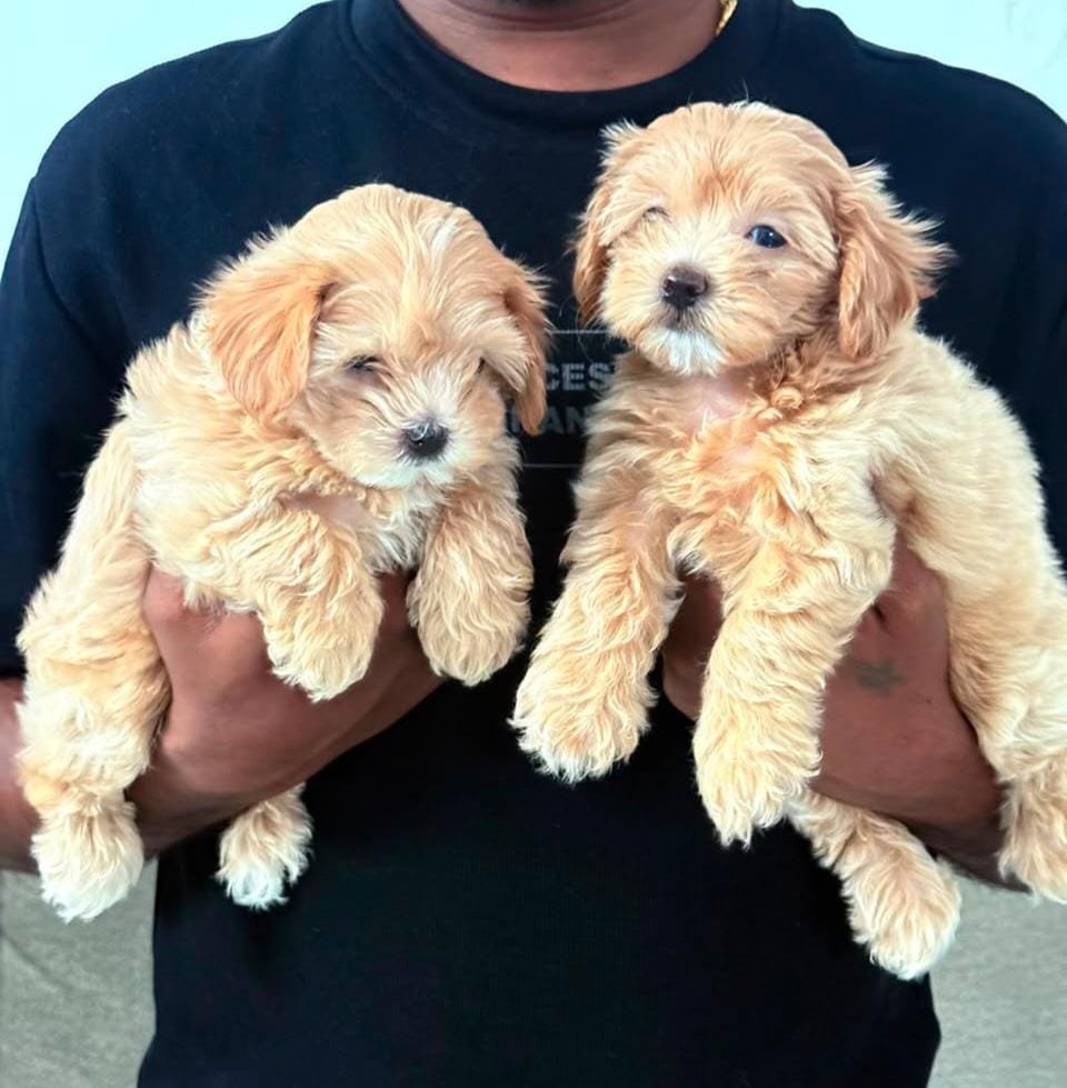 Maltipoo puppy for sale in Chennai - Kumaran Pet House