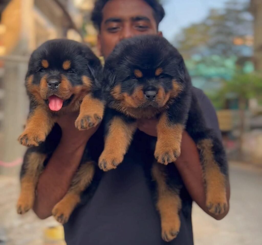 Rottweiler puppy for sale in Chennai - Kumaran Pet House