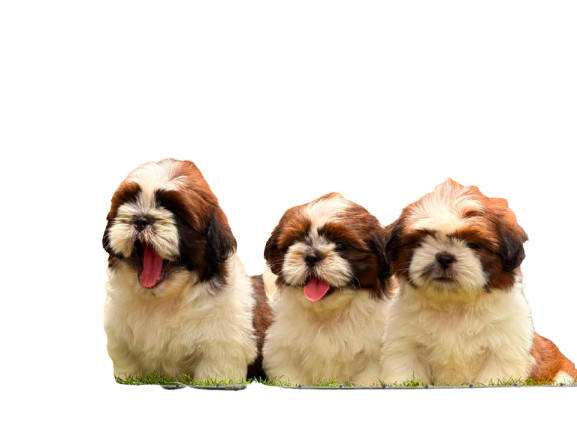 Dogs and Cats for sale in Chennai