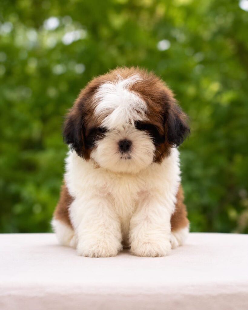 Shih Tzu puppy for sale in Chennai - Kumaran Pet House