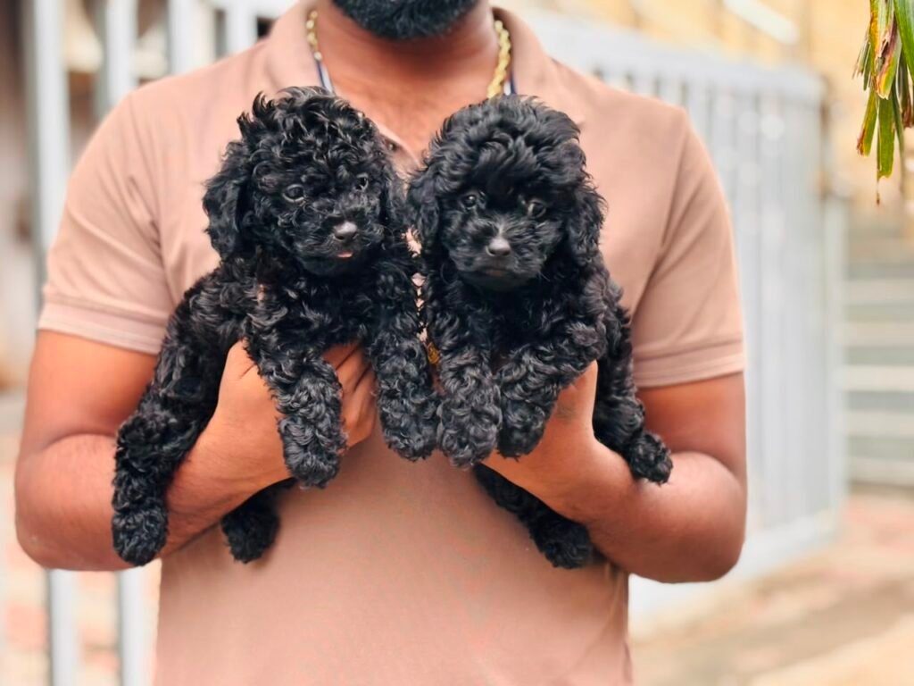 Black Toy Poodle puppy for sale in Chennai - Kumaran Pet House