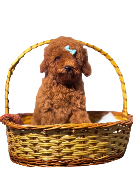 Toy poodle brown for sale in Chennai - Kumaran Pet House