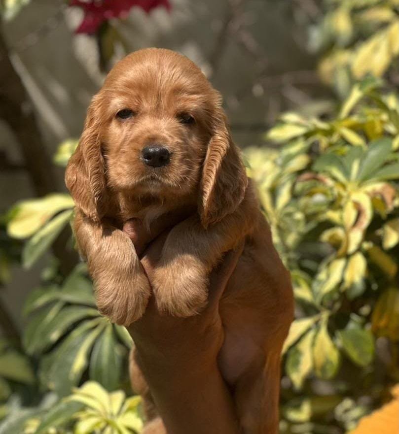 Cocker Spaniel puppy for sale in Chennai - Kumaran Pet House