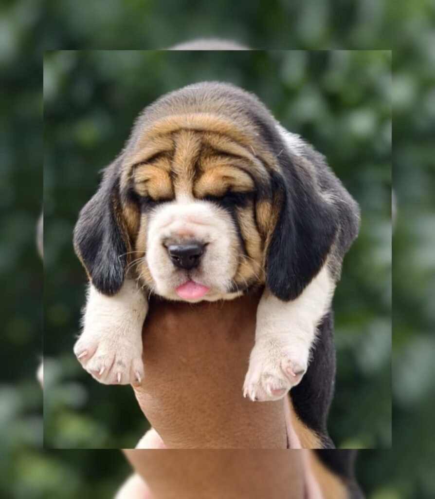 Beagle for sale 