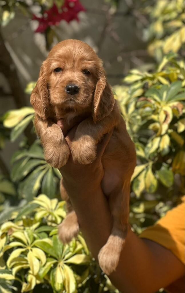 Cocker Spaniel puppy with silky golden coat, 8 weeks old