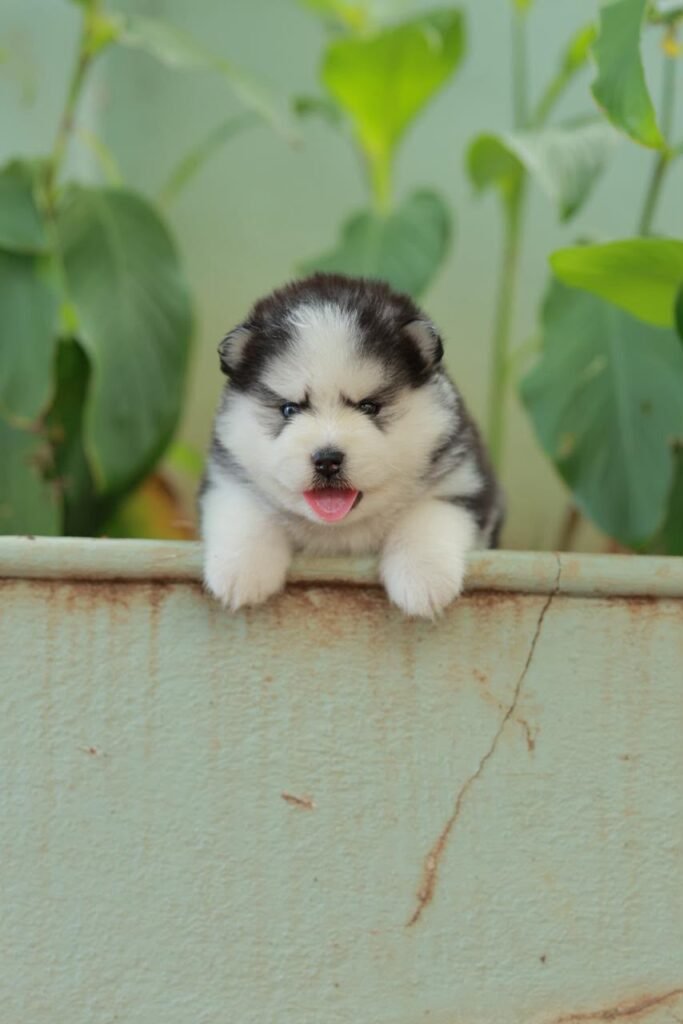  Husky puppy with blue eyes, thick coat at Kumaran Pet House