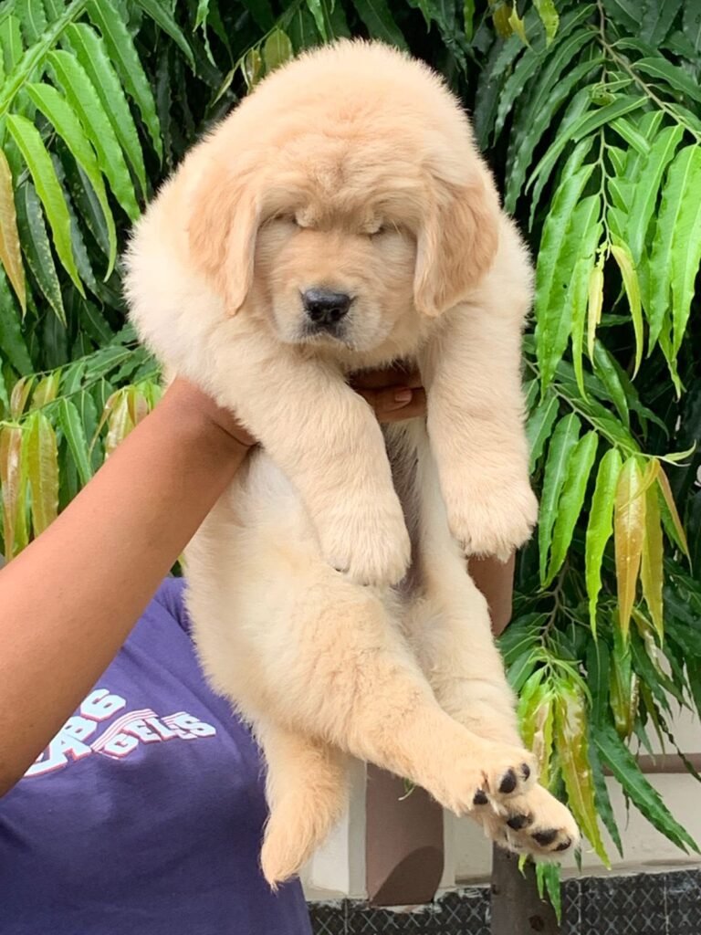Golden retriever playing outdoors 