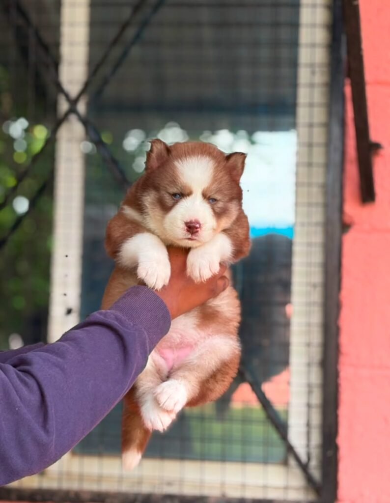 Husky puppies for sale in Chennai at Kumaran Pet House
