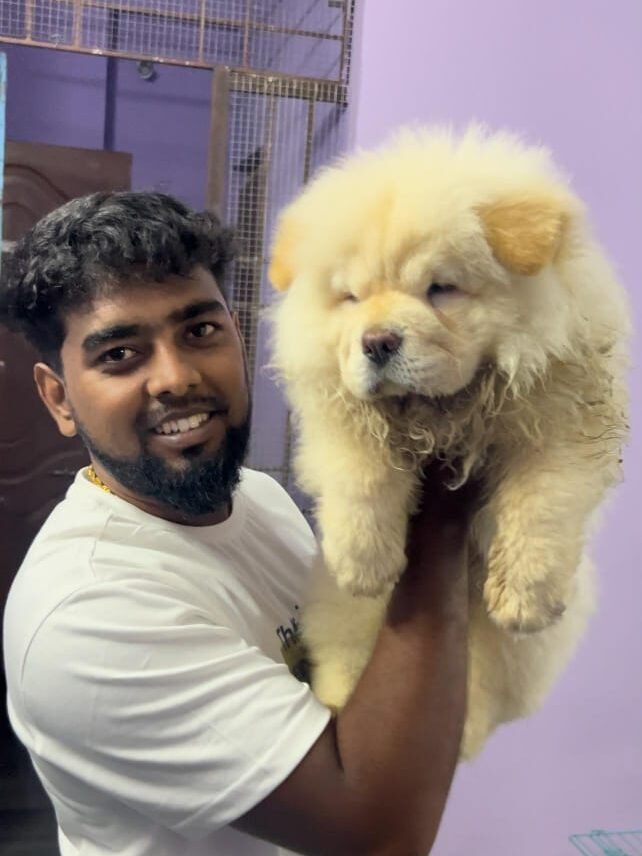 Kumaran Pet House Chennai dog and cat breeder