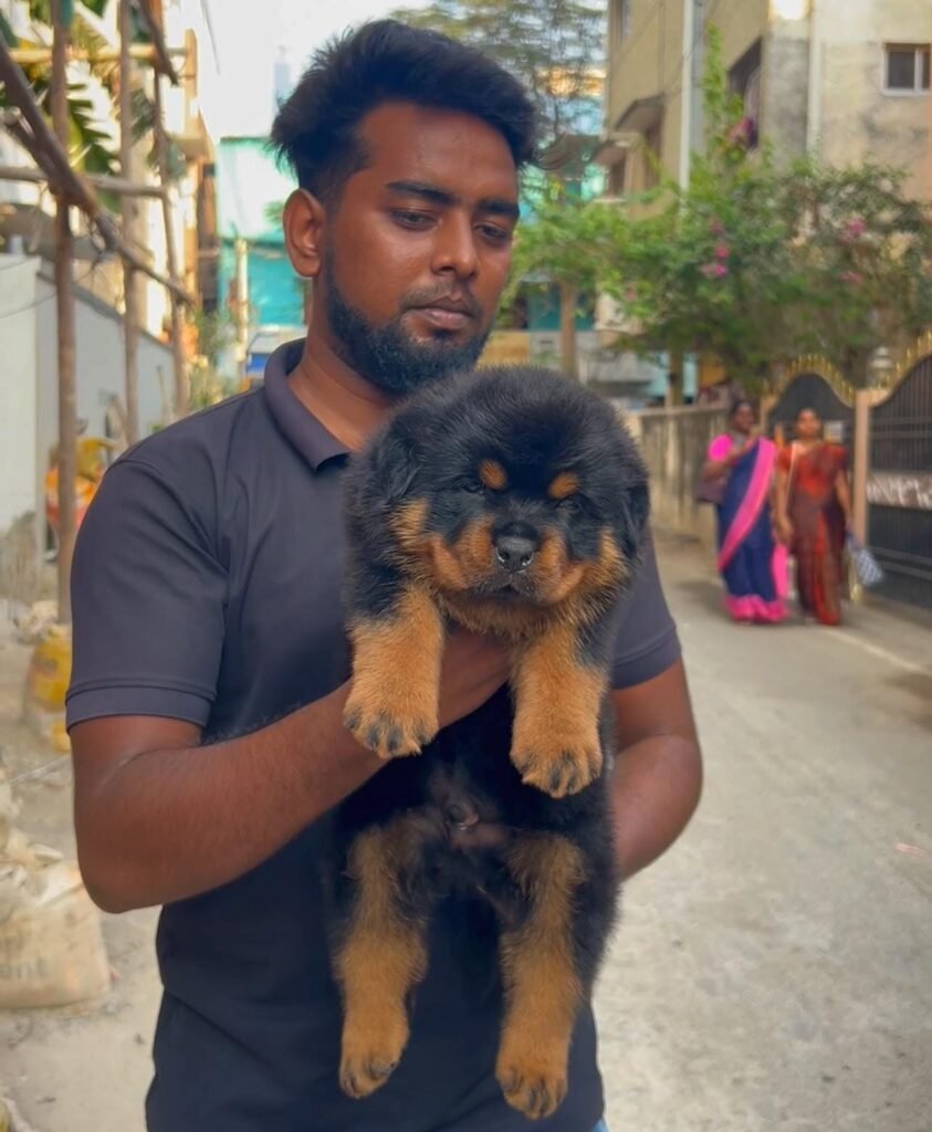 Rottweiler 