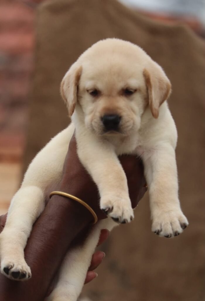 Lab for sale in Chennai - kumaran pet house