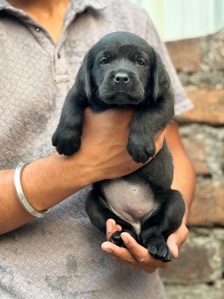 Labrador puppies for sale in Chennai