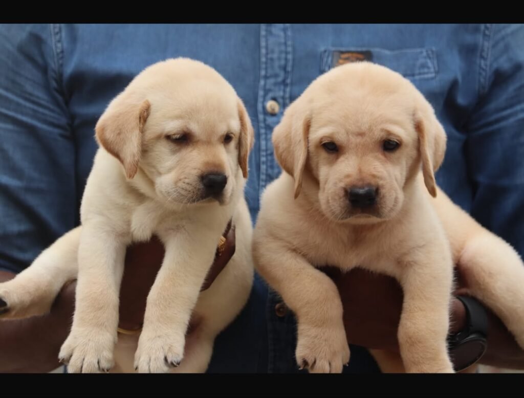 Healthy vaccinated Labrador from Chennai breeder