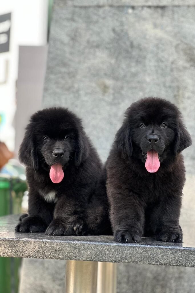Newfoundland dog for sale - Kumaran pet house