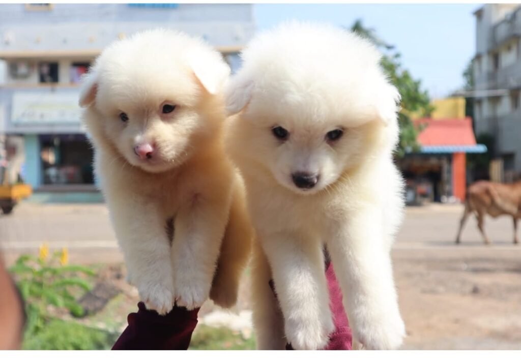 Pomerian dog for sale in chennai - Kumaran Pet house
