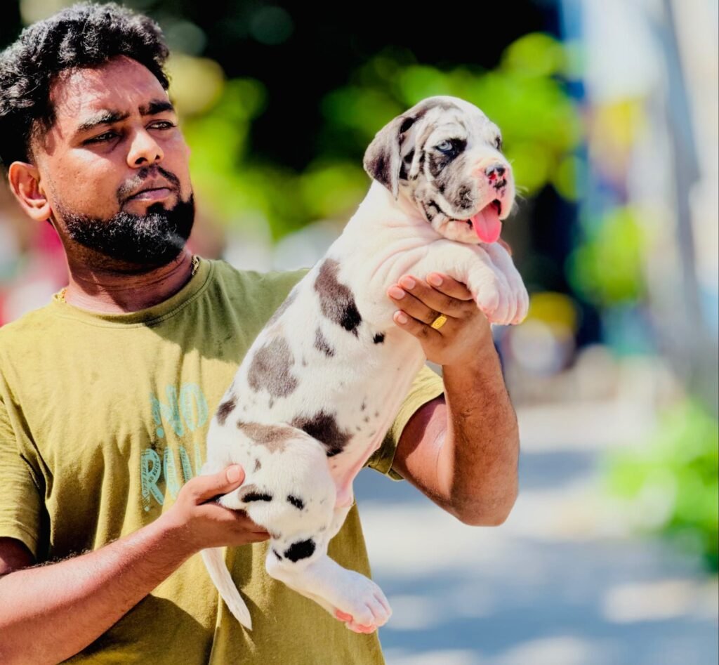 Great Dane puppies for sale in Chennai at Kumaran Pet House