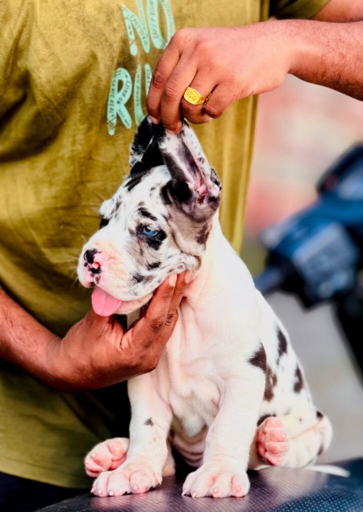 Vaccinated Great Dane puppy from Chennai breeder
